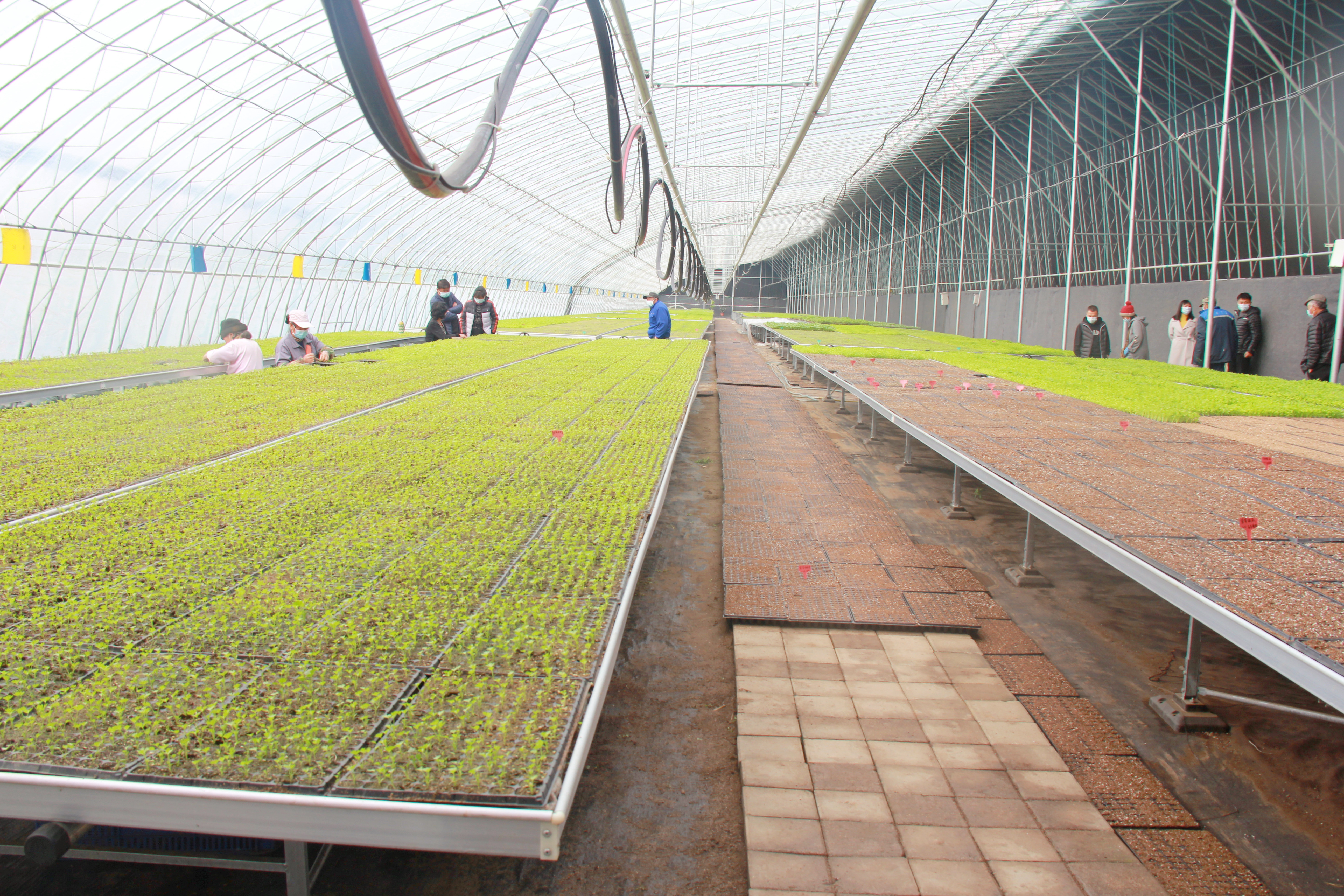 北京平谷：推动蔬菜产业现代化发展