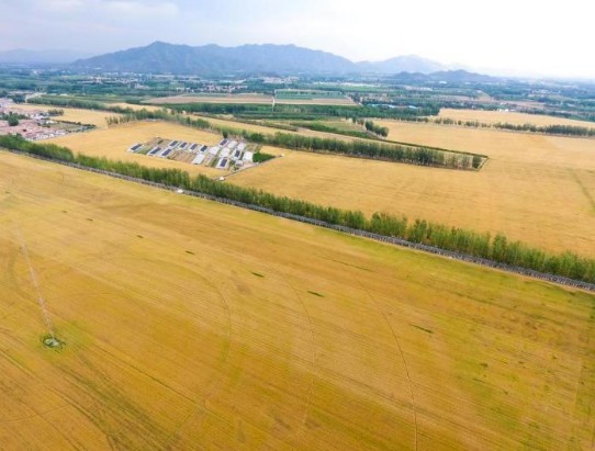 北京密云区小麦开镰 丰收如画