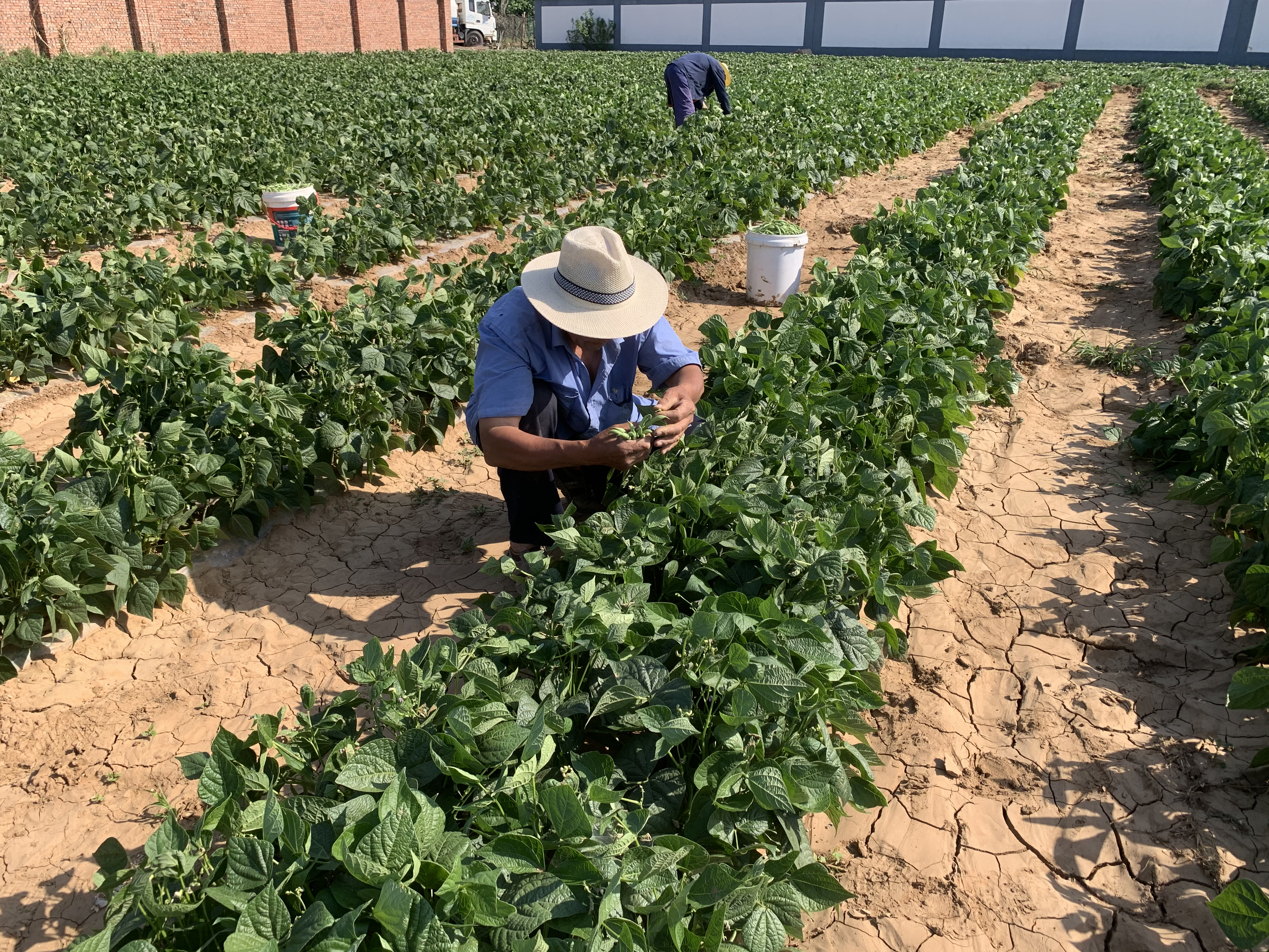北京平谷“大旺务豆角”回来了