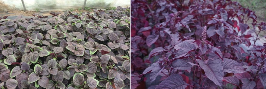 1713860599791754.png image.png